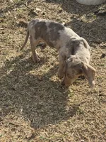 Juniper, a female Miniature Dachshund for sale in Hugo, OK – 3 of 3