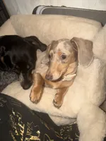 Juniper, a female Miniature Dachshund for sale in Hugo, OK – 2 of 3
