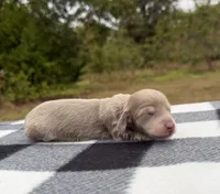 AKC Isabella and Cream, a male Miniature Dachshund for sale in Hugo, OK – 4 of 4