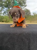 Chocolate Girl SH, a female Chihuahua and Miniature Dachshund for sale in Hugo, OK – 2 of 4