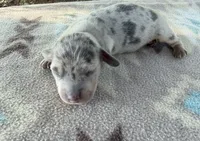AKC SH Blue Dapple , a male Miniature Dachshund for sale in Hugo, OK – 2 of 4