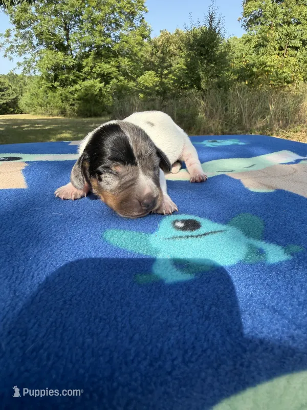 Black Dapple Piebald – Chihuahua, Miniature Dachshund puppy for sale in Hugo, OK