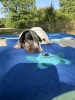Black Dapple Piebald, a male Chihuahua and Miniature Dachshund for sale in Hugo, OK – 1 of 2
