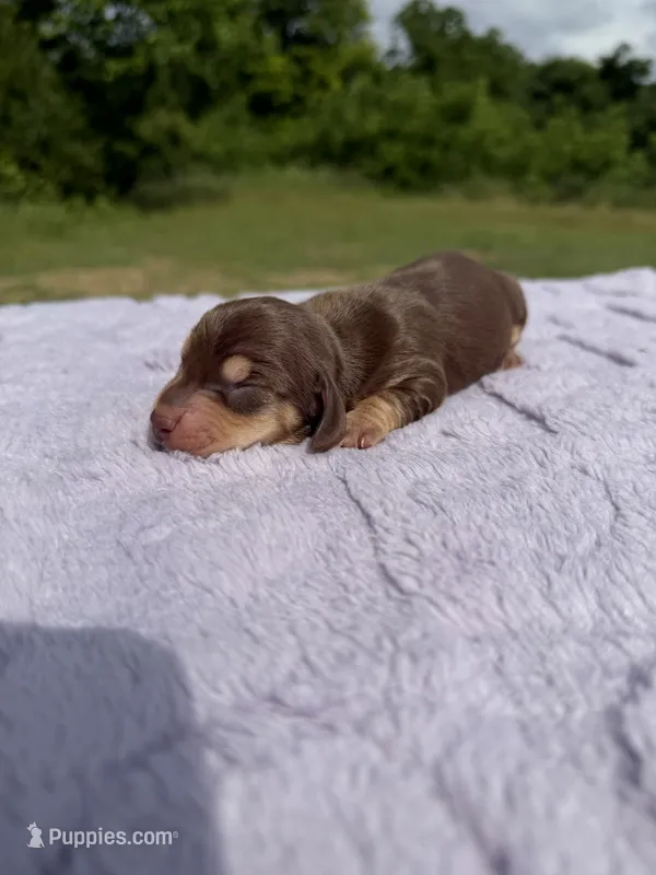 AKC Choc&Cream 2 – Miniature Dachshund puppy for sale in Hugo, OK