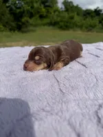 AKC Choc&Cream 2, a female Miniature Dachshund for sale in Hugo, OK – 1 of 2