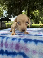 AKC SH ee Cream , a male Miniature Dachshund for sale in Hugo, OK – 5 of 10