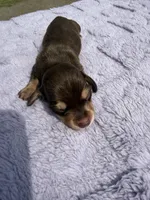AKC Choc&Cream , a female Miniature Dachshund for sale in Hugo, OK – 2 of 2