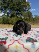 Black Boy, a male Chihuahua and Miniature Dachshund for sale in Hugo, OK – 1 of 6