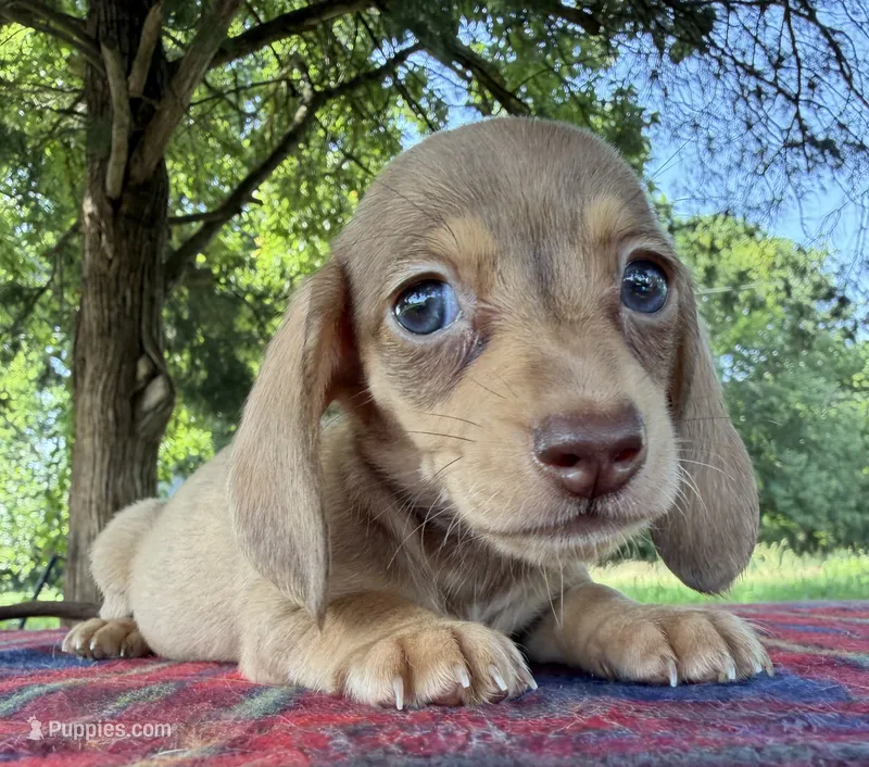AKC SH Cream Sable  – Miniature Dachshund puppy for sale in Hugo, OK