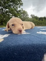 AKC SH ee Cream , a male Miniature Dachshund for sale in Hugo, OK – 7 of 10