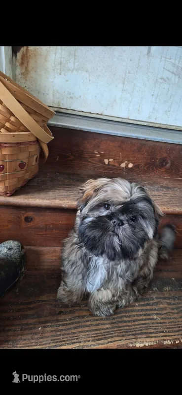 Noel – Shih Tzu puppy for sale in Hughesville, MD