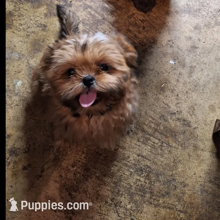 Gabe – Shih Tzu puppy on hold in Hughesville, MD