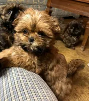 Gabe, a male Shih Tzu for sale in Hughesville, MD – Photo 1 of 2