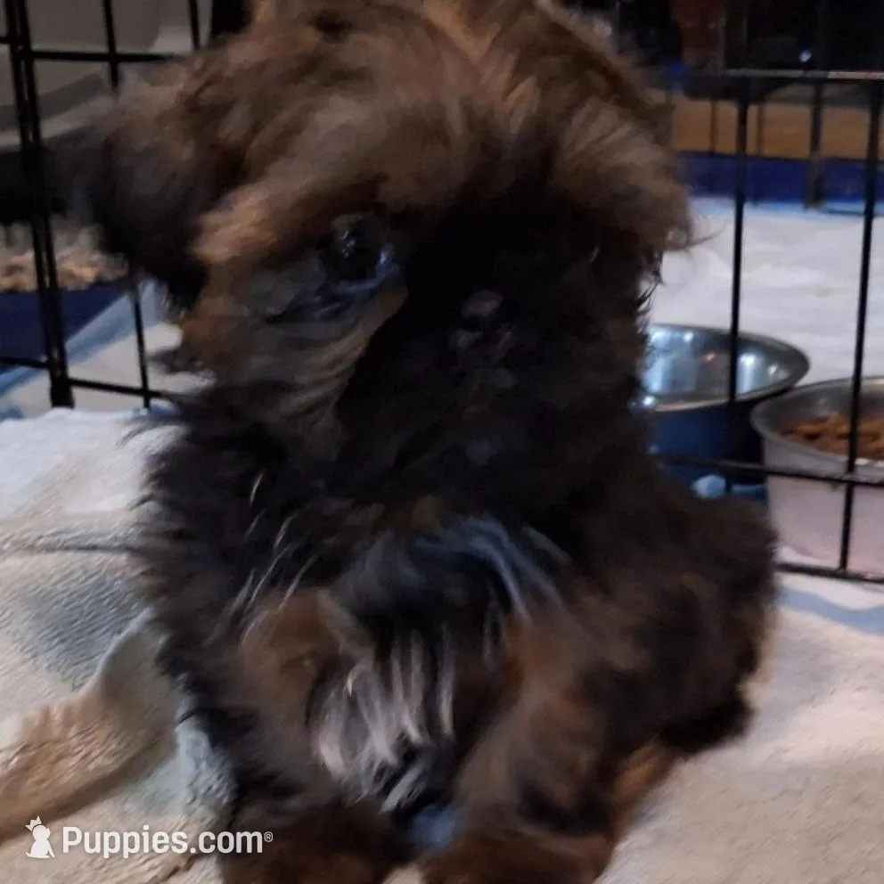 Oliver – Shih Tzu puppy for sale in Hughesville, MD