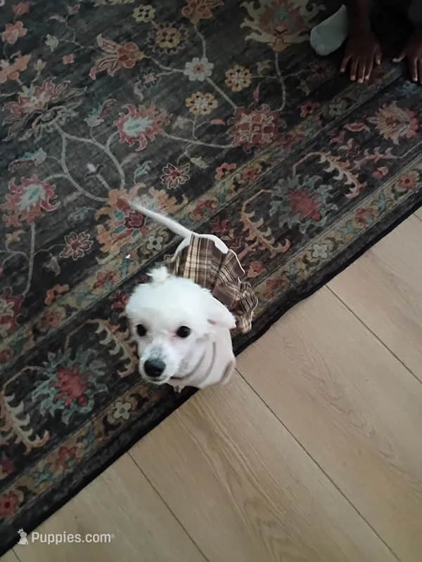 Daphne  – Maltipoo puppy for sale in Los Angeles, CA