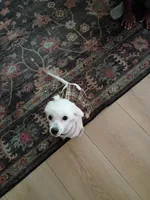 Daphne , a female Maltipoo for sale in Los Angeles, CA – Photo 1 of 3