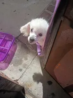 Daphne , a female Maltipoo for sale in Los Angeles, CA – Photo 3 of 3