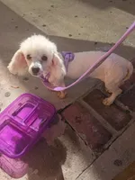 Daphne , a female Maltipoo for sale in Los Angeles, CA – Photo 2 of 3