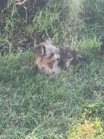 queen, a female Yorkshire Terrier for sale in Oxon Hill, MD – 3 of 5