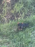 queen, a female Yorkshire Terrier for sale in Oxon Hill, MD – 2 of 5