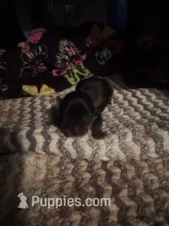 peppa – Yorkshire Terrier puppy for sale in Oxon Hill, MD