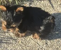 queen, a female Yorkshire Terrier for sale in Oxon Hill, MD – 4 of 5
