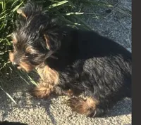 queen, a female Yorkshire Terrier for sale in Oxon Hill, MD – 5 of 5