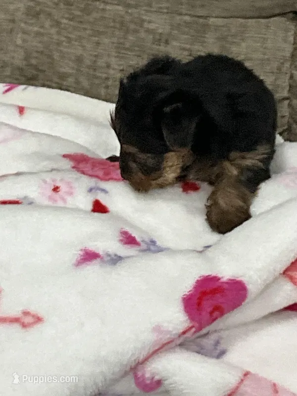 Pup A & Pup B  – Yorkshire Terrier puppy for sale in Oxon Hill, MD