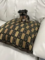 Pup A & Pup B , a female Yorkshire Terrier for sale in Oxon Hill, MD – Photo 2 of 2