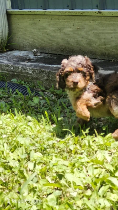 Jubel – Cockapoo puppy for sale in Camdenton, MO