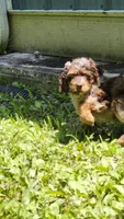 Jubel, a male Cockapoo for sale in Camdenton, MO – 1 of 2