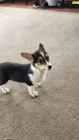 Storm, a female Pembroke Welsh Corgi for sale in Camdenton, MO – 2 of 2