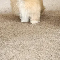 Chrissie, a female Peekapoo for sale in Camdenton, MO – Photo 2 of 2