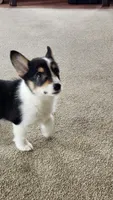 Colt, a male Pembroke Welsh Corgi for sale in Camdenton, MO – 2 of 2