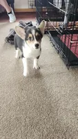 Josey, a female Pembroke Welsh Corgi for sale in Camdenton, MO – 2 of 2
