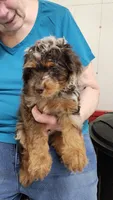 Jubel, a male Cockapoo for sale in Camdenton, MO – 2 of 2