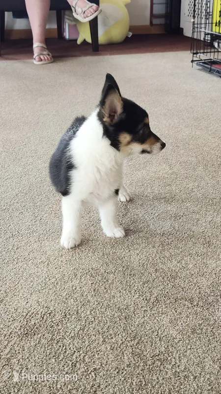 Colt – Pembroke Welsh Corgi puppy for sale in Camdenton, MO
