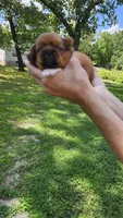 Flame, a male Pekingese for sale in Camdenton, MO – 2 of 2