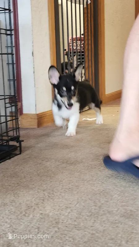 Josey – Pembroke Welsh Corgi puppy for sale in Camdenton, MO