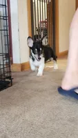 Josey, a female Pembroke Welsh Corgi for sale in Camdenton, MO – 1 of 2