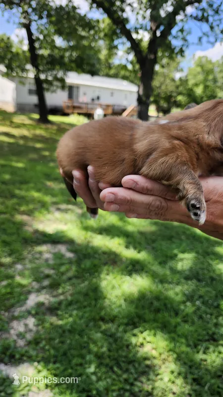 Flame – Pekingese puppy for sale in Camdenton, MO