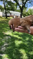 Flame, a male Pekingese for sale in Camdenton, MO – 1 of 2