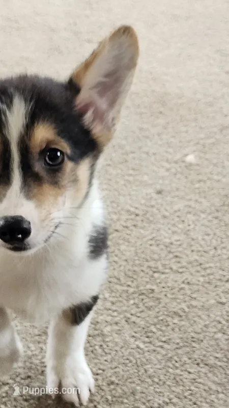 Storm – Pembroke Welsh Corgi puppy for sale in Camdenton, MO