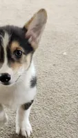 Storm, a female Pembroke Welsh Corgi for sale in Camdenton, MO – 1 of 2