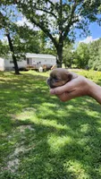 Blue bayue, a male Pekingese for sale in Camdenton, MO – 2 of 2