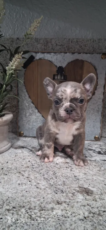 #4 Boy – French Bulldog puppy for sale in Bakersfield, CA