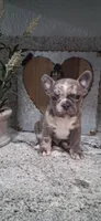 #4 Boy, a male French Bulldog for sale in Bakersfield, CA – 1 of 4