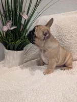 #2 Girl, a female French Bulldog for sale in Bakersfield, CA – 2 of 4