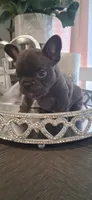 #3 Boy, a male French Bulldog for sale in Bakersfield, CA – 5 of 5