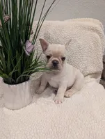 #2 Boy , a male French Bulldog for sale in Bakersfield, CA – 2 of 6
